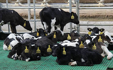 奶牛血乳的形成原因及防治措施